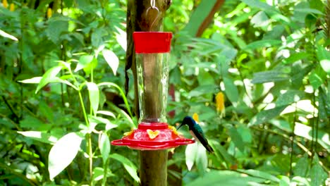 Hummingbird-flying-to-eat-sugar-in-the-forest
