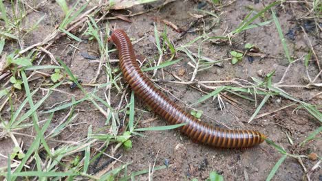 Spirostreptida-Millipede-Crawling-on-the-Ground-Amongst-Soil-and-Grass-Looking-for-Food