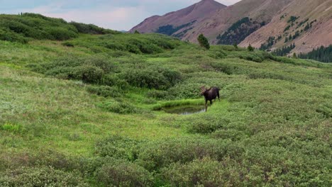 Large-moose-drinks-at-watering-hole-deep-in-colorado-mountains-and-walks-off-to-graze,-drone-orbit