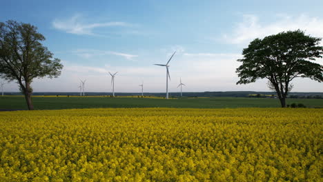 Trucking-pan-across-vibrant-yellow-canola-rapeseed-field-with-wind-turbines-behind