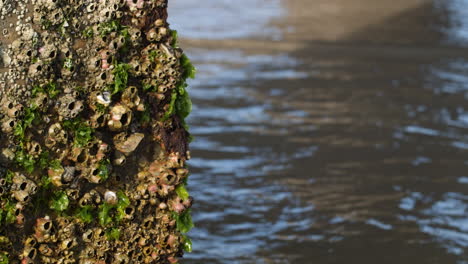 Close-up-shot-of-green-barnacles-on-a-concrete-pillar-in-the-ocean