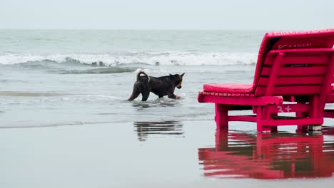 local-dog-enjoys-cooling-down-at-Kuakata-Sea-Beach,-Bangladesh,-Bay-of-Bengal