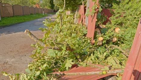 Close-up-tilt-up-from-damage-after-summer-storm:-broken-fence-and-tree