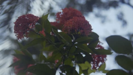 Closeup-of-Flowers-on-a-tree