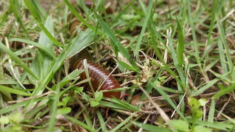 Close-up-follow-shot,-a-Spirostreptida-Millipede-can-be-seen-crawling-across-the-ground,-among-soil-and-grass,-in-its-quest-for-sustenance