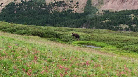 Drone-trucking-pan,-moose-near-high-alpine-watering-hole-forages-and-grazes-on-shrubs