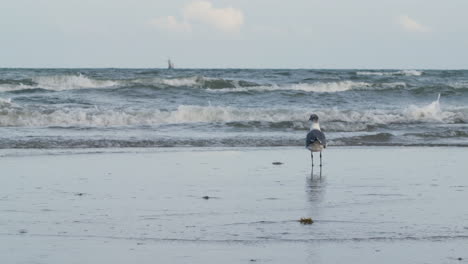 A-seagull-stands-on-the-beach-and-watches-the-waves-hit-the-sand
