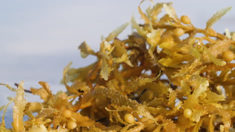 Macro-close-up-of-seaweed-on-the-beach-with-the-ocean-in-the-background,-slow-motion