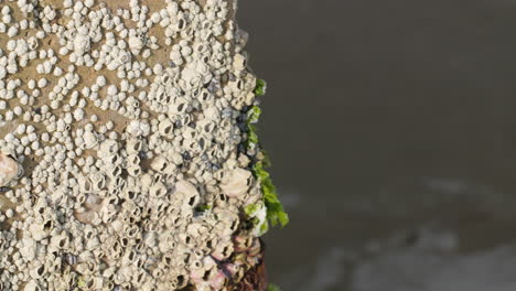 Macro-shot-of-barnacles-on-a-concrete-pillar-on-the-beach,-ocean-in-the-background