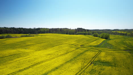 Yellow-Blooming-Field-Of-Rapeseed-Against-Blue-Sky---aerial-drone-shot