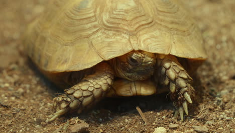 Western-Hermann's-Tortoise-Closeup-