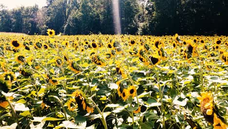 Ein-Großes-Feld-Mit-Sonnenblumen-Auf-Einer-Farm-In-Hollis,-Maine