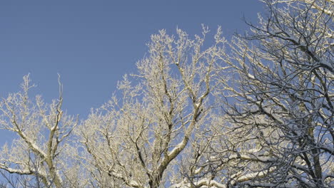 Frost-Auf-Eichen-Im-Winter.-Blauer-Himmel
