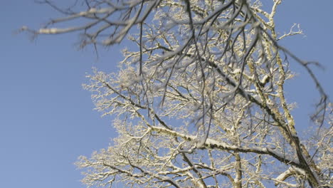 Frost-Auf-Bäumen-Während-Des-Sonnigen-Wintermorgens
