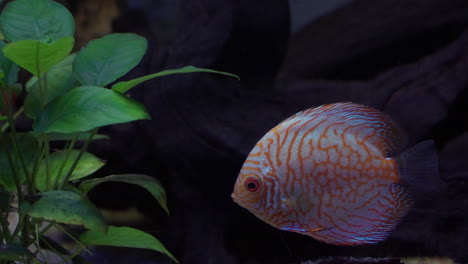 Symphysodon-Discus-Fishes-in-Daejeon-Aquarium---Tropical-fishes-from-the-Amazon-river