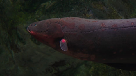 Closeup-of-Electric-Eel-Swimming-in-Daejeon-Aquarium,-South-Korea