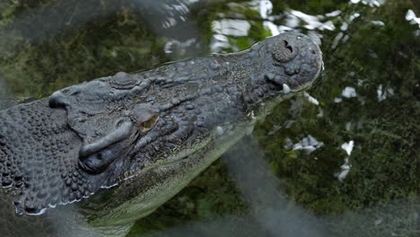 large-crocodile-lives-in-captivity-at-the-zoo