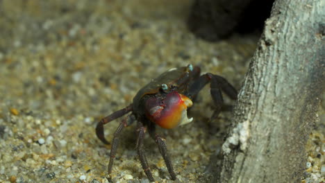 Closeup-of-Chiromantes-Haematocheir-is-a-Mudflat-Crab-Endemic-to-East-Asia