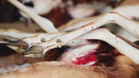 Close-up-view-of-springbuck-hooves-on-pile-and-blood-on-skins-after-hunt