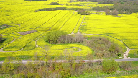 Asphalt-Road-And-Yellow-Rapeseed-Field---aerial-drone-shot