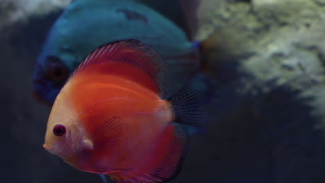 Symphysodon-Diskusfische-Im-Daejeon-Aquarium-–-Tropische-Fische-Aus-Dem-Amazonas