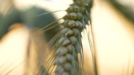 Closeup-of-emmer-wheat-grain-unveils-compelling-combination-of-natural-textures