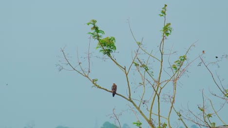 Eagle's-gaze,-lonely-aerial-pause-on-tree-summit-branch