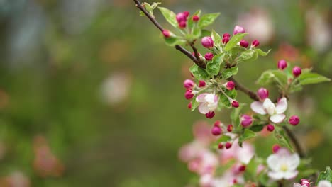 Zarte-Blüten-Des-Apfelbaums-In-Voller-Blüte