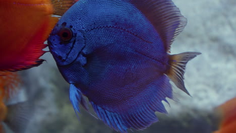 Blue-Symphysodon-Discus-Fishes-in-Daejeon-Aquarium---Tropical-fishes-from-the-Amazon-river