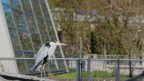 Grey-heron-waiting-to-be-fed-in-the-seal-enclosure-at-the-zoo-to-take-fish