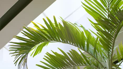Green-Foliage-Of-A-Palm-Tree-Growing-Near-Architecture-Roof