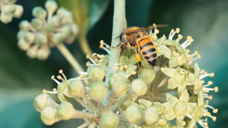 Biene-Auf-Einer-Bestäubenden-Blume