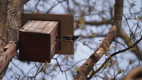 A-small-black-bird-perched-on-the-bird-house