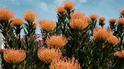 Orangefarbene-Nadelkissen-Protea-Blüten-Des-Südafrikanischen-Einheimischen-Fynbos-Buschs-Blühen