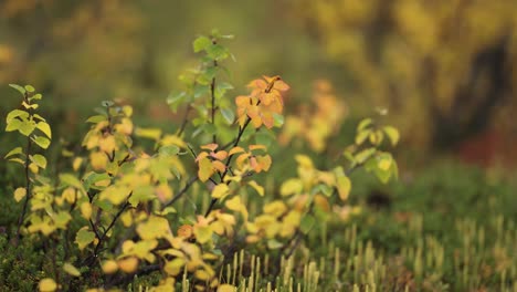 Bunte-Gelbe-Und-Orangefarbene-Herbstblätter-Auf-Den-Dünnen-Zweigen-Der-Zwergbirke-In-Der-Tundra