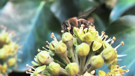 Biene-Auf-Einer-Bestäubenden-Blume
