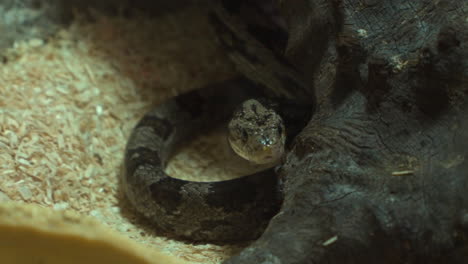 Close-up-of-Grey-Corn-Snake--Hiding-Under-Wood
