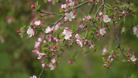 Flores-De-Color-Rosa-Claro-Del-Manzano-En-Plena-Floración