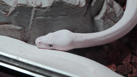 White-Leucistic-Ball-Python-Regius-Snake-Crawling-in-Inclosure-Reptile-Terrarium-of-Daejeon-Aquarium-Zoo