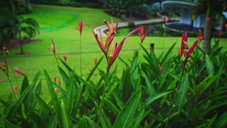 The-flowers-of-Heliconia-sp