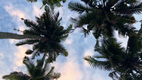 Looking-up-while-walking-under-palm-trees,-during-a-colorful-sunset