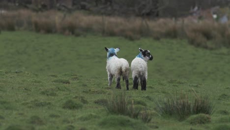 Two-Lambs-in-a-pasture-in-the-Highlands-of-Ireland