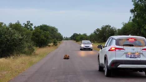 Cars-dodging-animal-on-track-in-Kruger-National-Park,-South-Africa