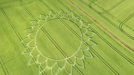 Green-Wheat-Field-Crop-Circle-Over-Farmland-Near-Potterne,-County-of-Wiltshire,-England