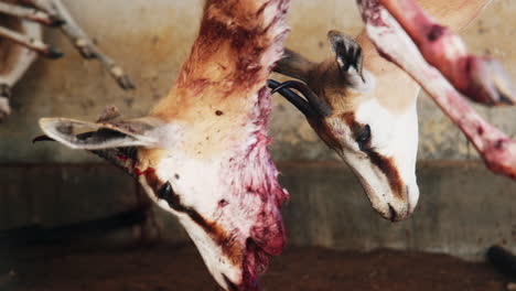 Slaughtered-and-bloody-springbuck-antelope-swinging-in-shed,-Karoo-hunting