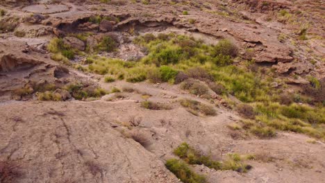 Wüstenlandschaft-Mit-Grünen,-Lebendigen-Pflanzen-Auf-Teneriffa,-Luftaufnahme