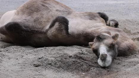 Close-up-shot-of-Sleepy-Camel-lying-on-sand-and-resting-in-desert-during-heat