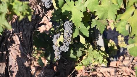 Close-up-shot-of-a-bunch-of-grapes-in-s-vineyard