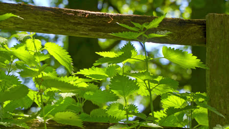 Video-of-English-Stinging-Nettle-growing-by-a-wooden-fence