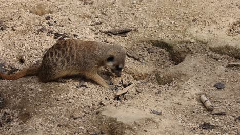 Close-up-shot-of-Meerkat-looking-for-food,-digging-in-sandy-desert-and-eating,-slow-motion